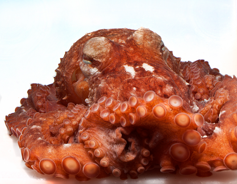 Frilled giant Pacific octopus. Photo Courtesy D. Scheel